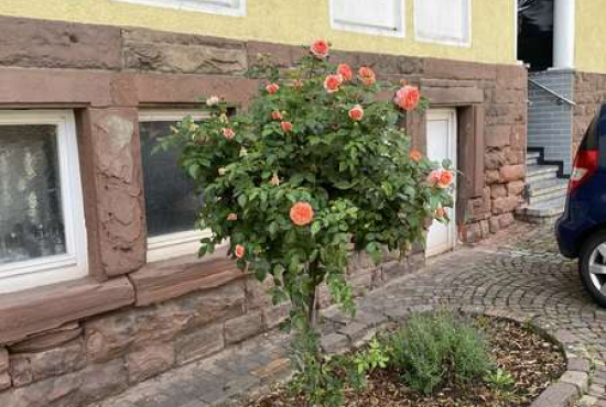 Birkenfeld Dietlinger Straße, Ladenlokal, Gastronomie mieten oder kaufen