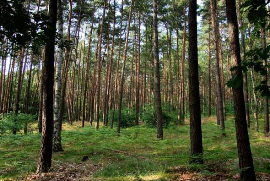 Heidesee , Ladenlokal, Gastronomie mieten oder kaufen
